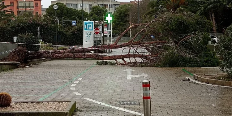 Un albero di grandi dimensioni è caduto davanti al centro commerciale dei Mulini di Su Planu, a Selargius