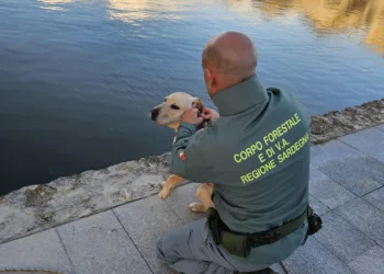 Cagliari: salvato un labrador all’interno del Parco di Molentargius