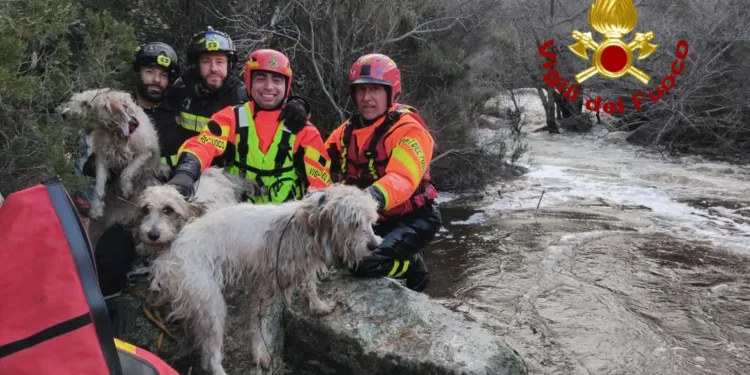 Aggius: i vigili del fuoco salvano tre cani