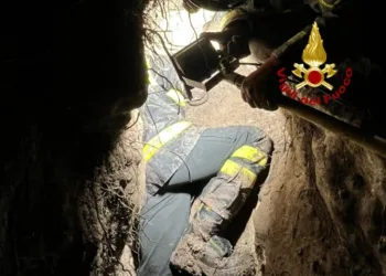 Narbolia: salvata una cagnolina da caccia