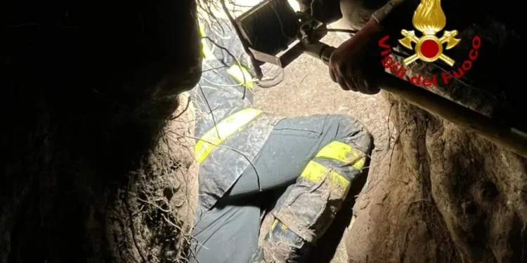 Narbolia: salvata una cagnolina da caccia