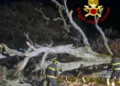 Bono: rimosso un grosso albero caduto sulla provinciale 128 bis