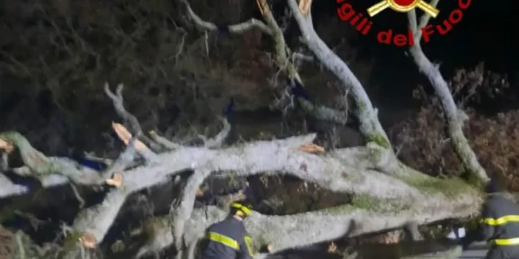 Bono: rimosso un grosso albero caduto sulla provinciale 128 bis