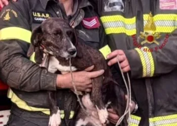I vigili del fuoco di Cagliari hanno soccorso un cane in un’area impervia della località Callitas