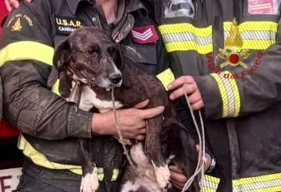 I vigili del fuoco di Cagliari hanno soccorso un cane in un’area impervia della località Callitas