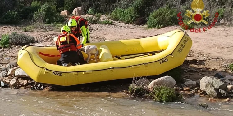 I vigili del fuoco del Comando di Cagliari hanno soccorso due cani da caccia in un’area impervia del Monte Arcosu