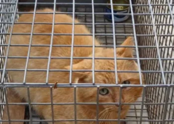 Sassari: teneva un gatto chiuso in gabbia, denunciato