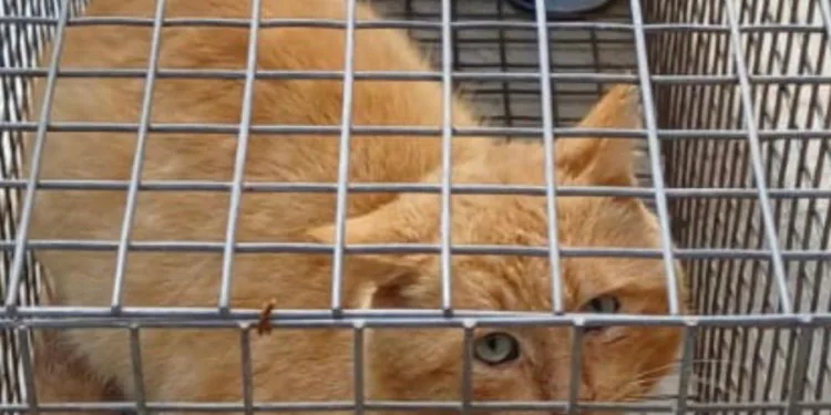 Sassari: teneva un gatto chiuso in gabbietta, denunciato