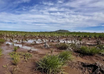 Coldiretti Sardegna: «Danni causati dal maltempo per oltre 30 milioni di euro»