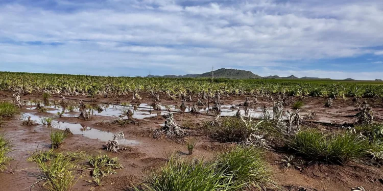 Coldiretti Sardegna: «Danni causati dal maltempo per oltre 30 milioni di euro»