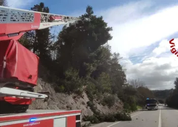 Rischio di caduta di un grosso albero sulla Sassari-Ittiri