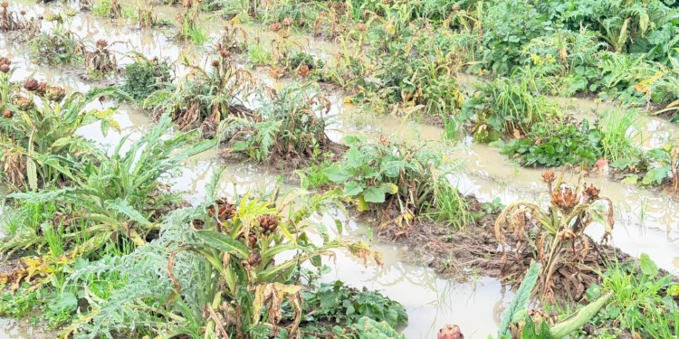 Maltempo nell’Oristanese, l’allarme di Coldiretti Oristano