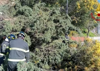 Nuoro: cade un albero in via Segni