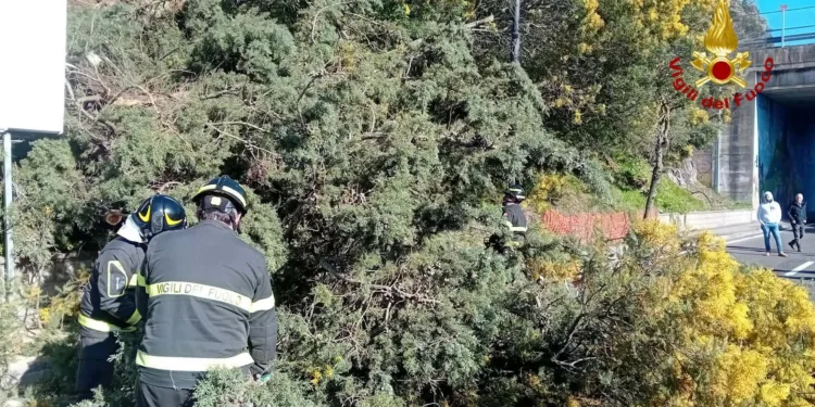 Nuoro: cade un albero in via Segni