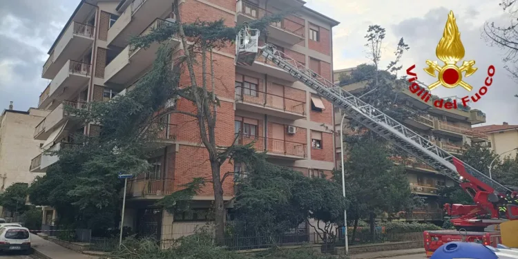 Sassari: un albero si piega a causa del forte vento