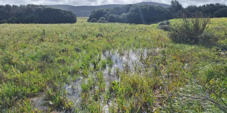 L’Amministrazione comunale di Stintino ha avviato lunedì 16 febbraio, un piano di monitoraggio capillare per mappare i danni subiti da campi e allevamenti