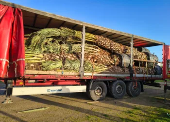 Alghero: in arrivo nuove palme per il Lungomare Barcellona 