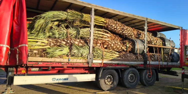 Alghero: in arrivo nuove palme per il Lungomare Barcellona 
