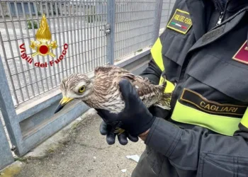 Monserrato: soccorso un occhione rimasto incastrato nella rete di protezione di un campo da calcio