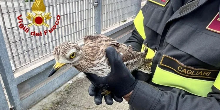 Monserrato: soccorso un occhione rimasto incastrato nella rete di protezione di un campo di calcio