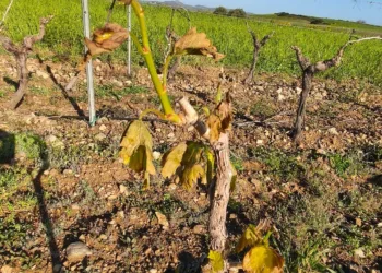 Maltempo nel Sud Sardegna, Coldiretti Cagliari denuncia danni all’agricoltura