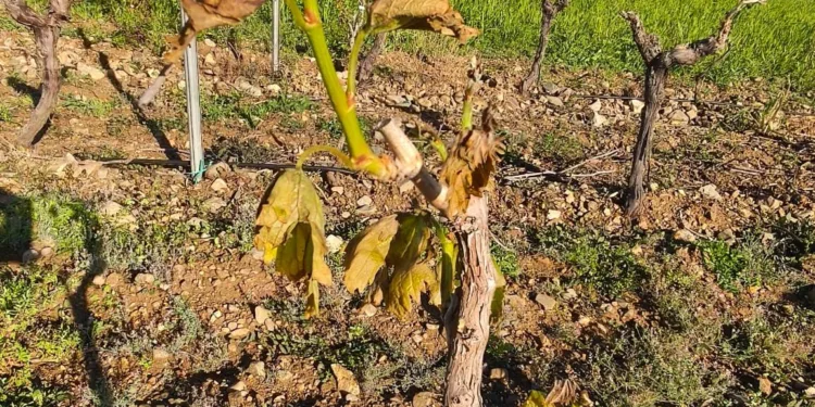 Maltempo nel Sud Sardegna, Coldiretti Cagliari denuncia danni all’agricoltura