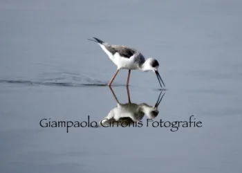 Ambiente: avvio del percorso tecnico formativo sulla valutazione di incidenza ambientale (V.Inc.A)