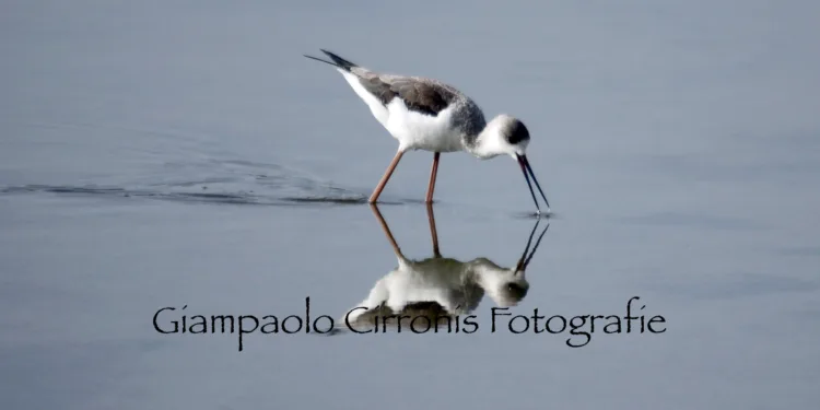 Ambiente: avvio del percorso tecnico formativo sulla valutazione di incidenza ambientale (V.Inc.A)