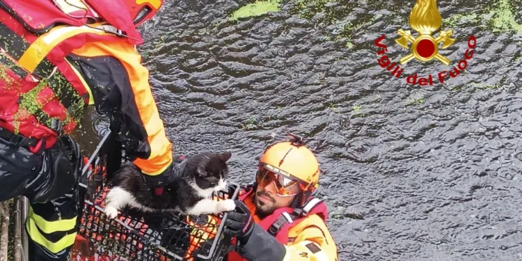 I vigili del fuoco di Oristano hanno salvato un gatto in uno scantinato allagato
