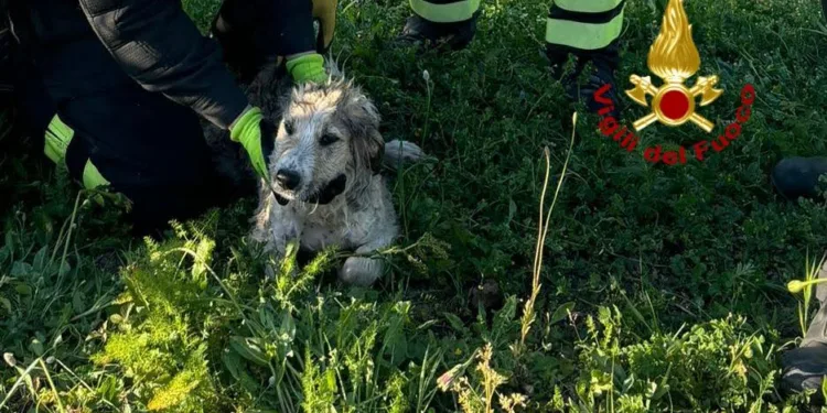 Riola Sardo: salvato un cane