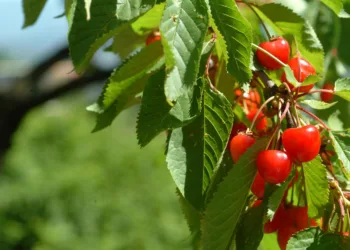 Dal 25 aprile al 28 giugno “Primavera nel Cuore della Sardegna”