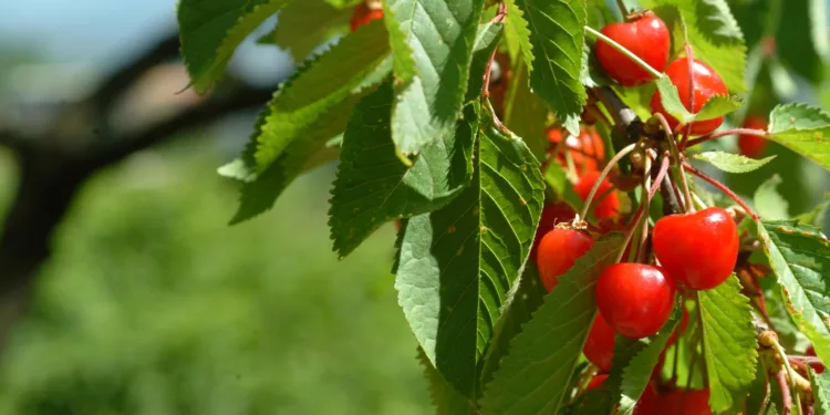 Dal 25 aprile al 28 giugno “Primavera nel Cuore della Sardegna”