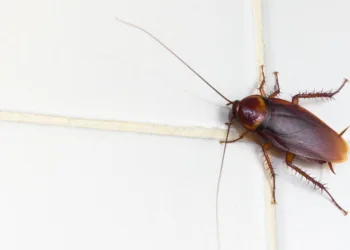 Ambiente: dalla Regione 8,5 milioni alle Province per la lotta a insetti nocivi, parassiti e roditori