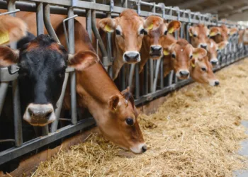 Comparto bovino, la Regione stanzia 4,5 milioni per le aziende sarde