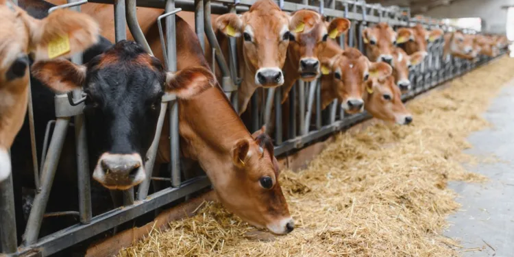 Comparto bovino: la Regione Sardegna stanzia 4,5 milioni di euro per le aziende sarde