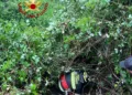 Tonara: salvati due asinelli