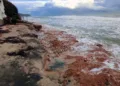 L’Autorità di Bacino approva il Piano speditivo per la gestione dei sedimenti a seguito degli eventi meteorologici del 18/21 gennaio 2026 (emergenza Ciclone Harry)