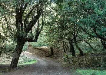 Ambiente: patrimonio boschivo, dalla Regione 12 milioni di euro per i Comuni in aree di crisi industriale e ambientale