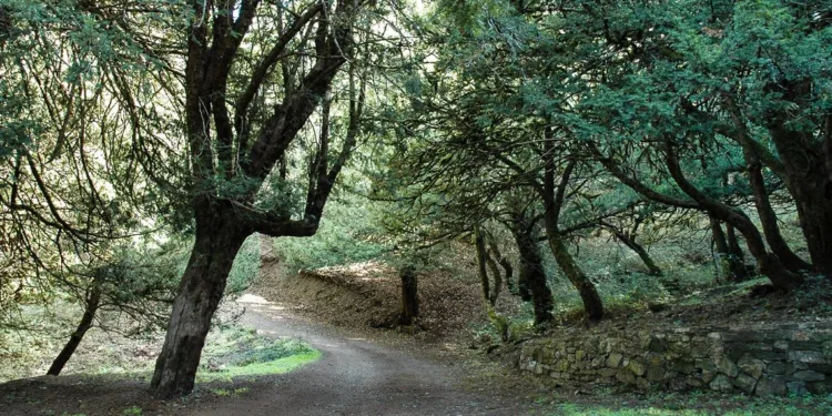 Ambiente: patrimonio boschivo, dalla Regione 12 milioni di euro per i Comuni in aree di crisi industriale e ambientale