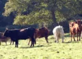 Dermatite nodulare bovina, in Sardegna 300mila dosi di vaccino: campagna al via dal 6 maggio