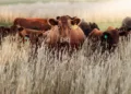 Dermatite bovina, l’assessore Francesco Agus: «Soddisfatti che il Governo abbia accolto la nostra proposta di sblocco della movimentazione dei capi lontani dalle aree non soggette a restrizioni»