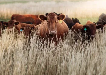 Dermatite bovina, l’assessore Francesco Agus: «Soddisfatti che il Governo abbia accolto la nostra proposta di sblocco della movimentazione dei capi lontani dalle aree non soggette a restrizioni»