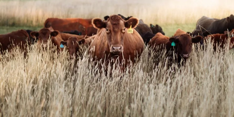 Dermatite bovina, l’assessore Francesco Agus: «Soddisfatti che il Governo abbia accolto la nostra proposta di sblocco della movimentazione dei capi lontani dalle aree non soggette a restrizioni»