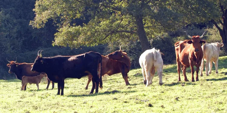Dermatite nodulare bovina, in Sardegna 300mila dosi di vaccino: campagna al via dal 6 maggio