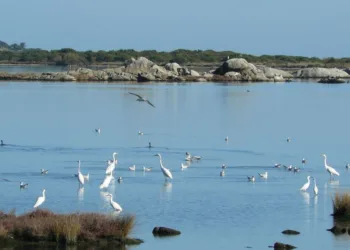 Fauna selvatica: dalla Regione 400mila euro alle Province e Città metropolitane per la gestione delle Oasi permanenti di protezione faunistica