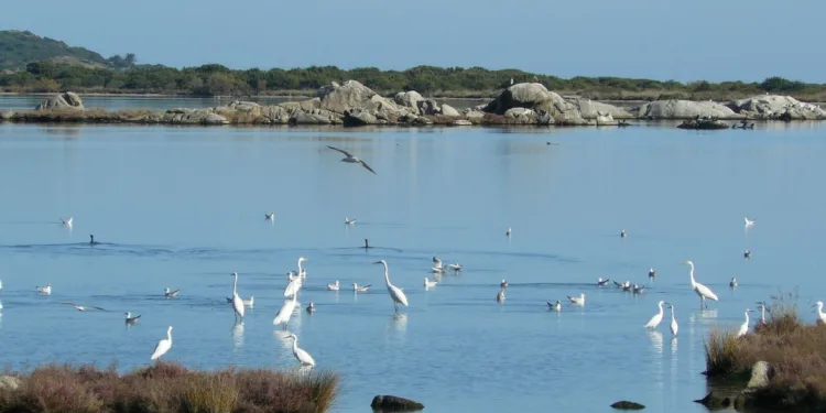 Fauna selvatica: dalla Regione 400mila euro alle Province e Città metropolitane per la gestione delle Oasi permanenti di protezione faunistica