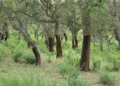 Alà dei Sardi: il Quercus suber L. iscritto al Registro Regionale dei Materiali di Base