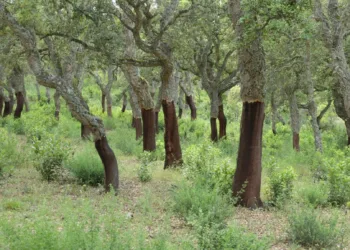 Alà dei Sardi: il Quercus suber L. iscritto al Registro Regionale dei Materiali di Base