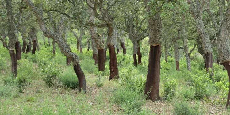 Alà dei Sardi: il Quercus suber L. iscritto al Registro Regionale dei Materiali di Base