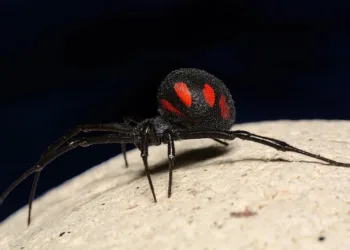 “Macrocosmo sardo: L’isola che non ti aspetti”: a Villanova Monteleone la mostra di Salvatore Canu